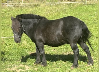 Shetland Ponys, Stute, 13 Jahre, 107 cm, Schecke