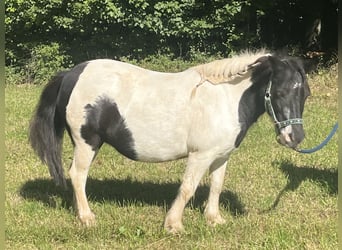 Shetland Ponys, Stute, 13 Jahre, 107 cm, Schecke