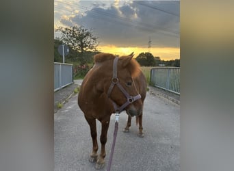 Shetland Ponys Mix, Stute, 13 Jahre, 112 cm, Fuchs