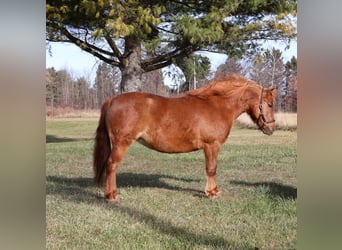 Shetland Ponys, Stute, 13 Jahre, 122 cm, Dunkelfuchs