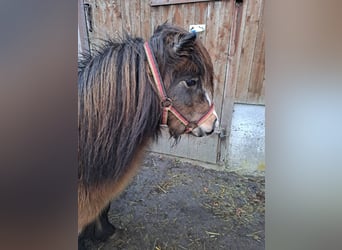 Shetland Ponys, Stute, 13 Jahre, 85 cm, Brauner