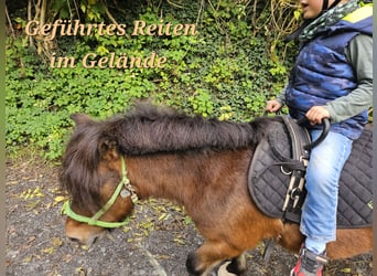 Shetland Ponys, Stute, 13 Jahre, 89 cm, Brauner