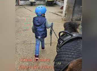 Shetland Ponys, Stute, 13 Jahre, 89 cm, Brauner
