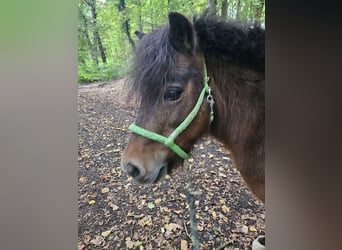 Shetland Ponys, Stute, 13 Jahre, 89 cm, Brauner