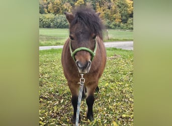 Shetland Ponys, Stute, 13 Jahre, 89 cm, Brauner