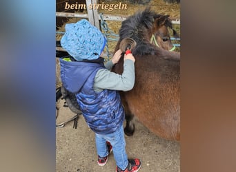 Shetland Ponys, Stute, 13 Jahre, 89 cm, Brauner