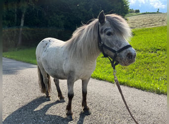 Shetland Ponys, Stute, 13 Jahre, 89 cm, Tigerschecke