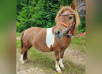 Shetland Ponys, Stute, 13 Jahre, 90 cm, Schecke