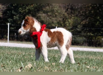 Shetland Ponys, Stute, 13 Jahre, 94 cm, Schecke