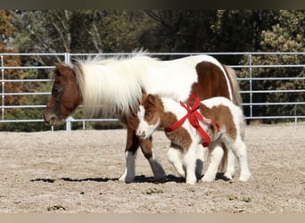 Shetland Ponys, Stute, 13 Jahre, 94 cm, Schecke
