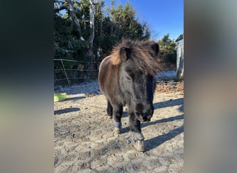 Shetland Ponys, Stute, 13 Jahre, 95 cm, Rappe