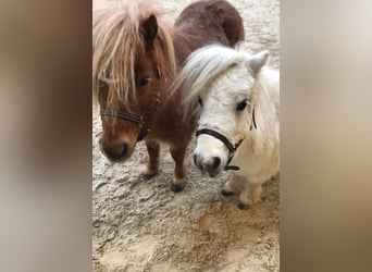 Shetland Ponys, Stute, 13 Jahre