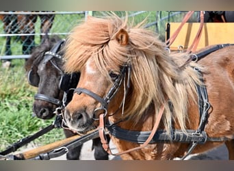 Shetland Ponys, Stute, 14 Jahre, 100 cm, Fuchs