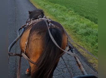 Shetland Ponys, Stute, 14 Jahre, 110 cm, Brauner