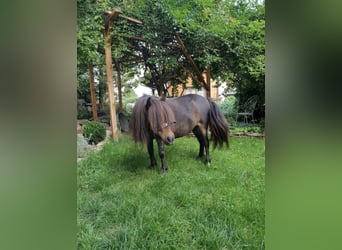 Shetland Ponys, Stute, 14 Jahre, 80 cm, Brauner