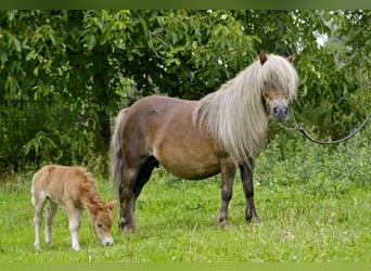 Shetland Ponys, Stute, 14 Jahre, 89 cm, Fuchs