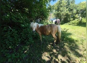Shetland Ponys, Stute, 14 Jahre, 95 cm, Palomino