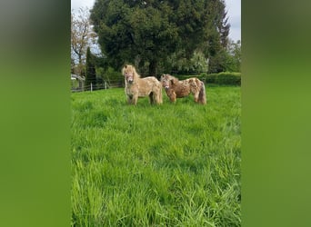 Shetland Ponys, Stute, 14 Jahre, 95 cm, Tigerschecke