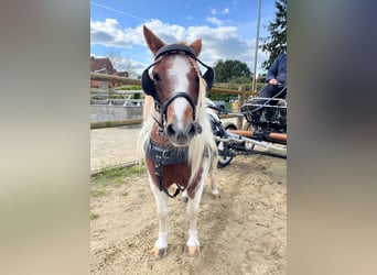 Shetland Ponys, Stute, 14 Jahre, 96 cm, Schecke