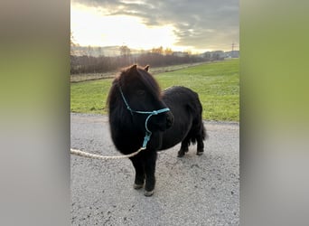 Shetland Ponys, Stute, 15 Jahre, 100 cm, Rappe
