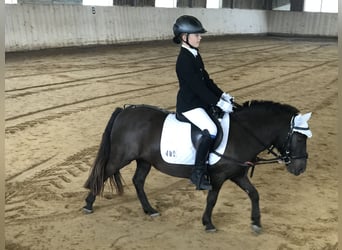 Shetland Ponys, Stute, 15 Jahre, 105 cm, Dunkelfuchs