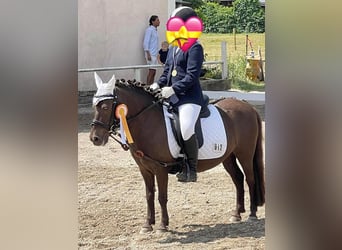 Shetland Ponys, Stute, 15 Jahre, 105 cm, Dunkelfuchs