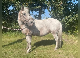 Shetland Ponys, Stute, 15 Jahre, 105 cm, Tigerschecke