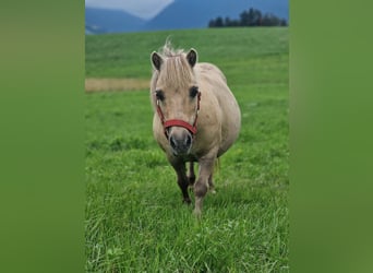 Shetland Ponys, Stute, 15 Jahre, 110 cm, Falbe