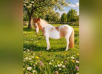 Shetland Ponys Mix, Stute, 15 Jahre, 116 cm, Schecke
