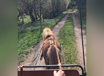 Shetland Ponys, Stute, 15 Jahre, 85 cm, Fuchs