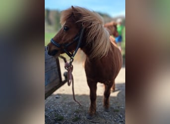 Shetland Ponys, Stute, 15 Jahre, 85 cm, Fuchs