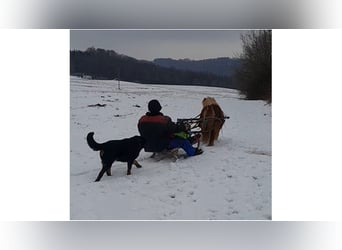 Shetland Ponys, Stute, 15 Jahre, 85 cm, Fuchs