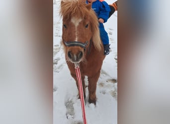 Shetland Ponys, Stute, 15 Jahre, 85 cm, Fuchs