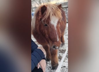 Shetland Ponys, Stute, 15 Jahre, 85 cm, Fuchs