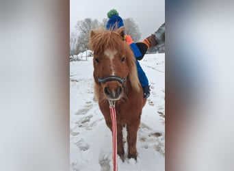 Shetland Ponys, Stute, 15 Jahre, 85 cm, Fuchs