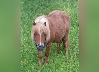 Shetland Ponys, Stute, 15 Jahre, 85 cm, Fuchs