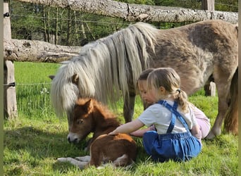 Shetland Ponys, Stute, 15 Jahre, 93 cm, Fuchs