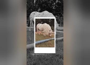 Shetland Ponys Mix, Stute, 15 Jahre, 94 cm, Tigerschecke