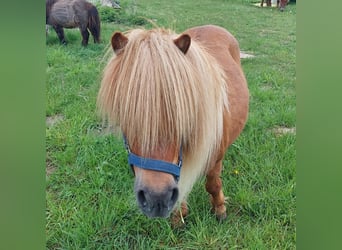 Shetland Ponys, Stute, 15 Jahre, 96 cm, Brauner