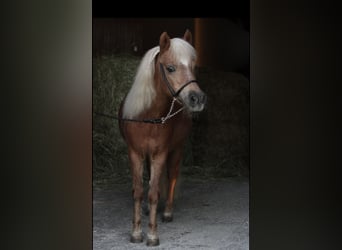 Shetland Ponys, Stute, 15 Jahre, 97 cm, Fuchs