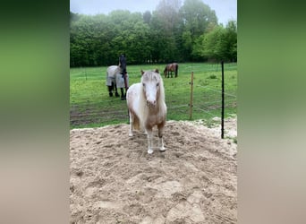 Shetland Ponys, Stute, 16 Jahre, 100 cm, Rotschimmel