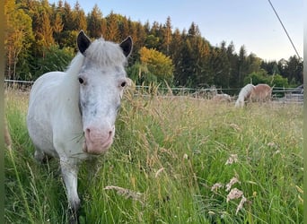 Shetland Ponys, Stute, 16 Jahre, 106 cm