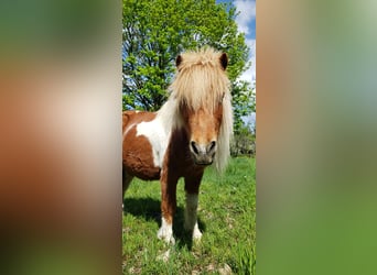 Shetland Ponys, Stute, 16 Jahre, 90 cm, Braunfalbschimmel