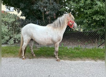Shetland Ponys, Stute, 16 Jahre, 90 cm, Tigerschecke