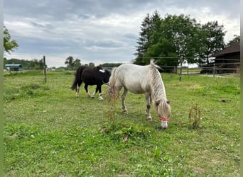 Shetland Ponys, Stute, 16 Jahre, 90 cm, Tigerschecke