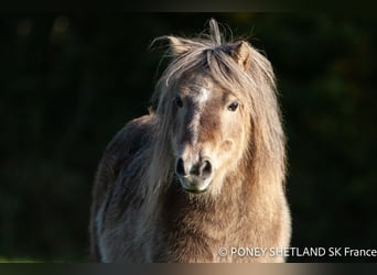 Shetland Ponys, Stute, 16 Jahre, 95 cm, Dunkelfuchs