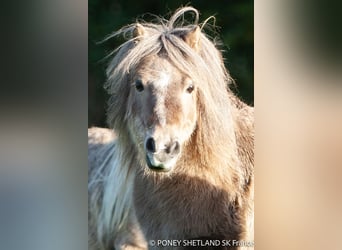 Shetland Ponys, Stute, 16 Jahre, 95 cm, Dunkelfuchs