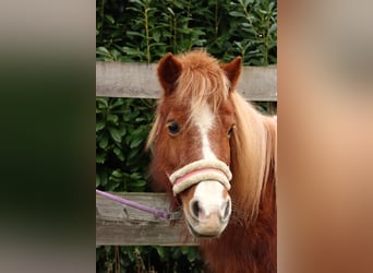 Shetland Ponys Mix, Stute, 16 Jahre, 95 cm, Fuchs