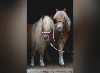 Shetland Ponys, Stute, 16 Jahre