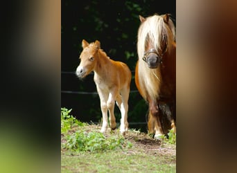 Shetland Ponys, Stute, 16 Jahre